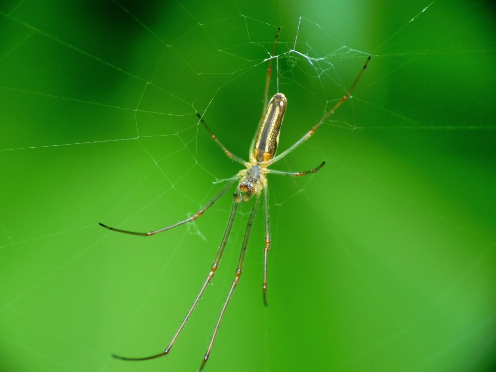 Tetragnatha sp., femmina - Monza (MB)